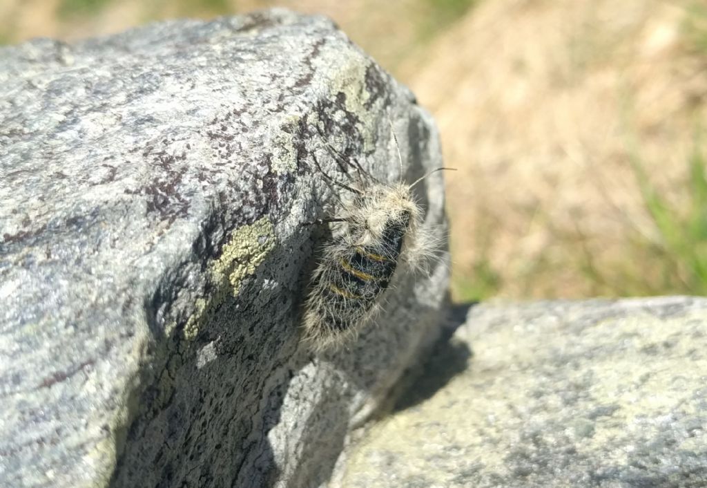 Aiuto ID lepidottero - Lycia alpina (Geometridae)